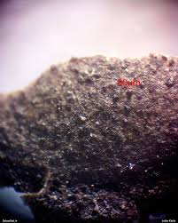 Attēlu rezultāti vaicājumam “Lycogala ustulatum macro”