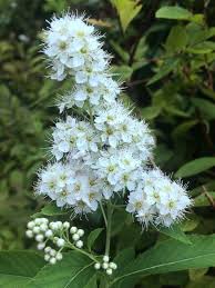 Attēlu rezultāti vaicājumam “Spiraea salicifolia flower”