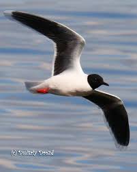 Attēlu rezultāti vaicājumam “Larus minutus”