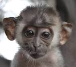 Pica, a beautiful baby girl,