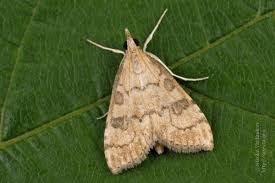 Attēlu rezultāti vaicājumam “Udea fulvalis”