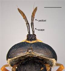 Attēlu rezultāti vaicājumam “Chrysotoxum sp.”