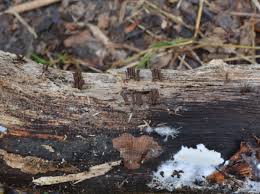 Attēlu rezultāti vaicājumam “Stemonitopsis amoena”