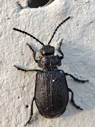 Attēlu rezultāti vaicājumam “Galeruca tanaceti”