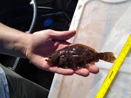 Image result for Liopsetta glacialis