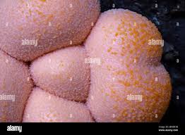 Attēlu rezultāti vaicājumam “Lycogala roseosporum spores”