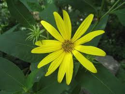 Attēlu rezultāti vaicājumam “Helianthus tuberosus flower”