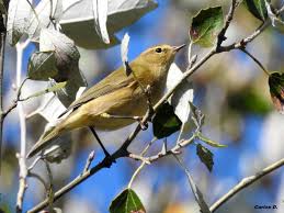 Image result for Phylloscopus ibericus
