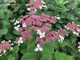 Attēlu rezultāti vaicājumam “Hydrangea arborescens subsp. discolor”