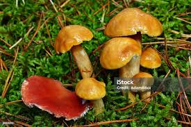 Attēlu rezultāti vaicājumam “Suillus bovinus”