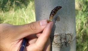 Attēlu rezultāti vaicājumam “Cossus cossus larva”