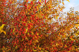 Attēlu rezultāti vaicājumam “Euonymus europaeus”