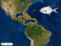 Image result for Trachinotus falcatus