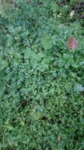 Attēlu rezultāti vaicājumam “Moehringia trinervia bud”