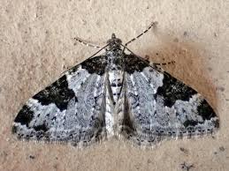 Attēlu rezultāti vaicājumam “Xanthorhoe fluctuata”