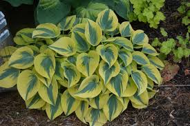 Attēlu rezultāti vaicājumam “Hosta sp.”