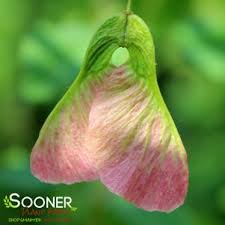 Attēlu rezultāti vaicājumam “Acer tataricum bud”