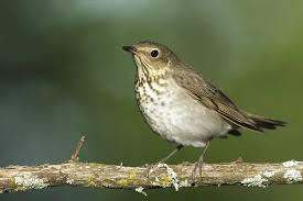 Image result for Catharus ustulatus