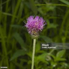 Attēlu rezultāti vaicājumam “Cirsium heterophyllum”