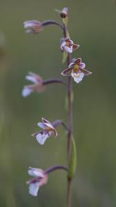 Attēlu rezultāti vaicājumam “Epipactis palustris flower”