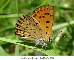 Attēlu rezultāti vaicājumam “Lycaena alciphron female”
