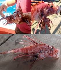 Image result for Pterois volitans