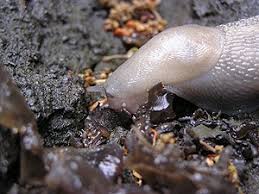 Attēlu rezultāti vaicājumam “Malacolimax tenellus”