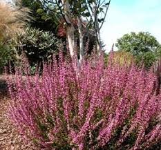 Attēlu rezultāti vaicājumam “Calluna vulgaris bud”