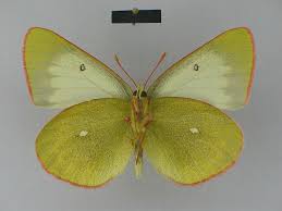 Attēlu rezultāti vaicājumam “Colias palaeno female”
