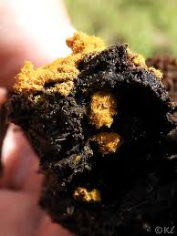 Attēlu rezultāti vaicājumam “Trichia varia spores”