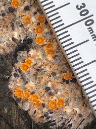 Attēlu rezultāti vaicājumam “Sphaerobolus stellatus”