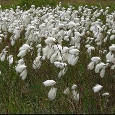 Attēlu rezultāti vaicājumam “Eriophorum angustifolium flower”