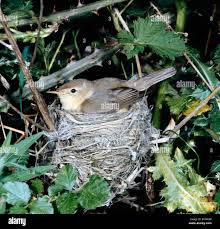 Image result for Hippolais polyglotta