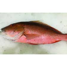 Image result for Lutjanus colorado