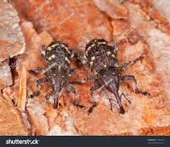 Attēlu rezultāti vaicājumam “Pissodes piniphilus”