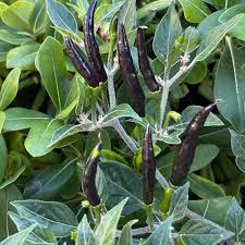 Afbeeldingsresultaat voor thai bird pepper hot pepper