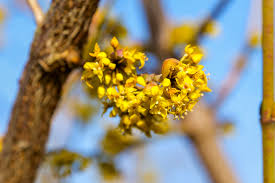 Attēlu rezultāti vaicājumam “Cornus mas”