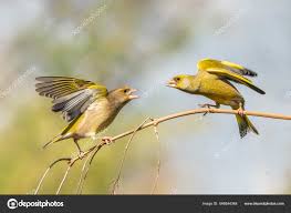 Attēlu rezultāti vaicājumam “Chloris chloris”