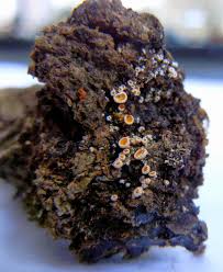 Attēlu rezultāti vaicājumam “Lachnellula willkommii”