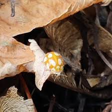 Attēlu rezultāti vaicājumam “Calvia decemguttata imago”