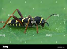 Attēlu rezultāti vaicājumam “Clytus arietis”