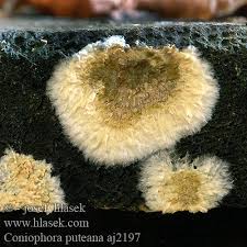 Attēlu rezultāti vaicājumam “Coniophora puteana”