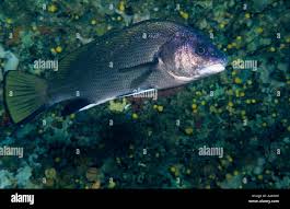 Image result for Sciaena umbra