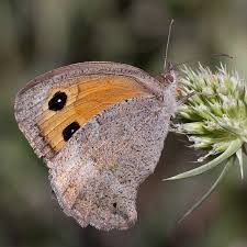 Attēlu rezultāti vaicājumam “Hyponephele lycaon male”