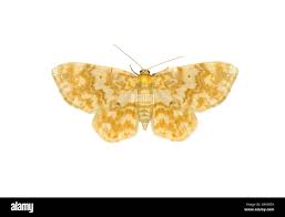 Attēlu rezultāti vaicājumam “Hydrelia flammeolaria”