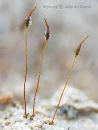 Attēlu rezultāti vaicājumam “Aloina rigida”
