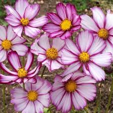Image result for Cosmos bipinnatus
