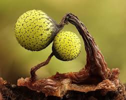 Attēlu rezultāti vaicājumam “Cribraria aurantiaca”