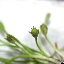 Attēlu rezultāti vaicājumam “Limosella aquatica flower”