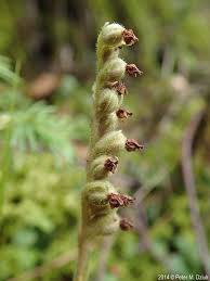 Attēlu rezultāti vaicājumam “Goodyera repens flower”